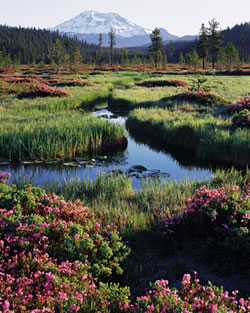 Near Hosmer Lake, South Sister in background