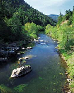 Photo of forests in the Cow Creek Canyon.