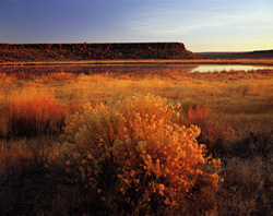 Rabbit Brush