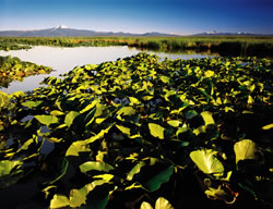 Klamath Marshes