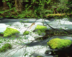 McKenzie River