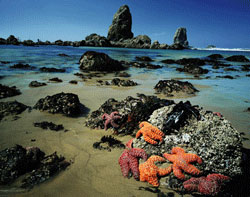 Oregon Coast Tide Pools