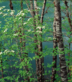 Trees on the North Umpqua River