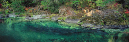 Steelhead in the North Umpqua River