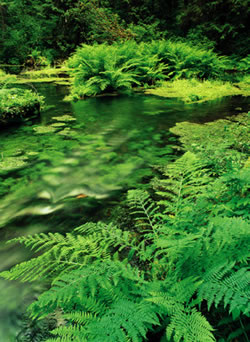 Spring Ferns and Moss